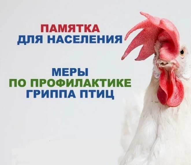 ПАМЯТКА ДЛЯ НАСЕЛЕНИЯ.  МЕРОПРИЯТИЯ ПО ПРОФИЛАКТИКЕ ГРИППА ПТИЦ.