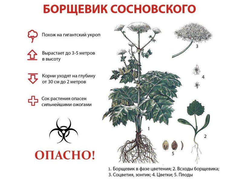 Борщевик Сосновского.