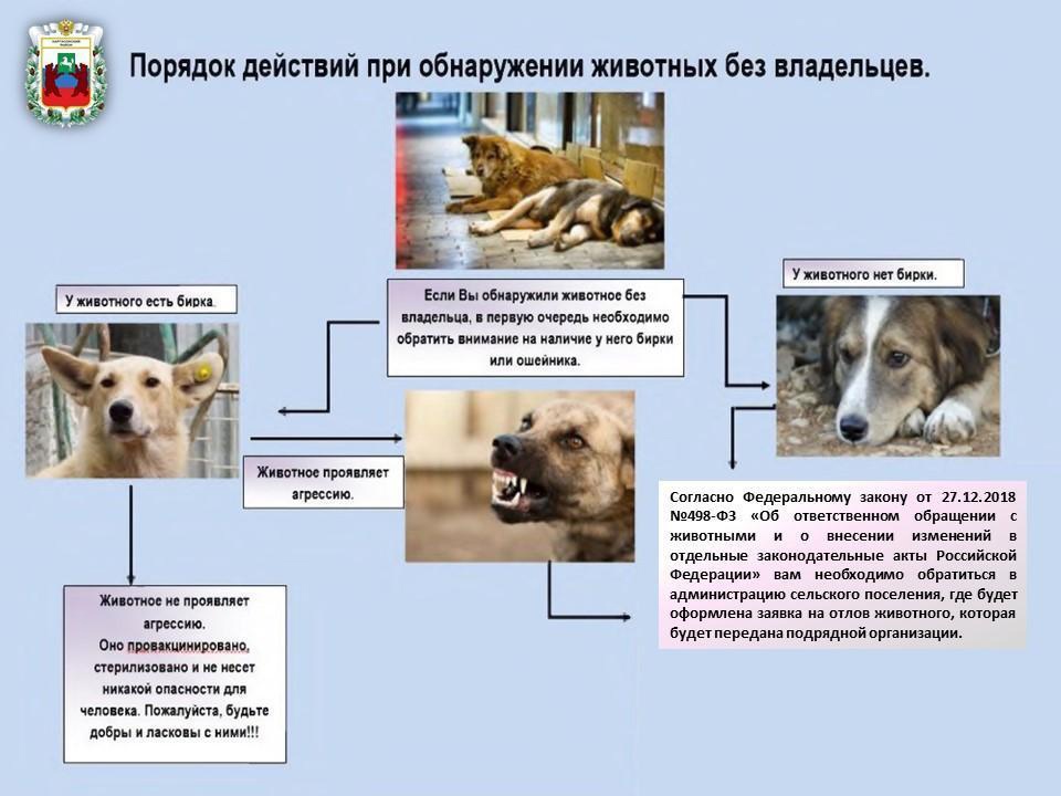 Содержание собак.